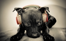 animals dogs 3200x2016 wallpaper 